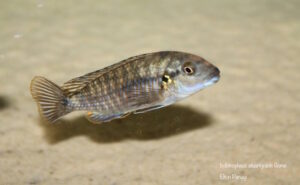 Iodotropheus stuartgranti 'Gome'